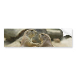 Prairie Dog Deal Bumper Stickers