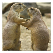 Prairie Dog Deal Invitations