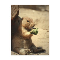 Prairie Dog Hanging Out  Postcard