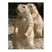 Prairie Dog Photo Postcard