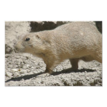 Prairie Dog Photograph