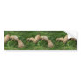 Prairie Dog Pups Scramble Bumper Sticker