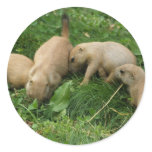 Prairie Dog Pups Scramble Stickers