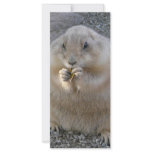 prairie dog rack cards