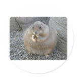 prairie dog stickers