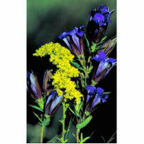 Prairie gentian and Grey goldenrod Cut Outs
