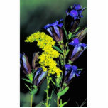 Prairie gentian and Grey goldenrod photo sculptures