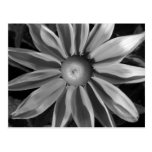 Prairie Sun Rudbeckia B&W Post Cards