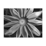 Prairie Sun Rudbeckia B&W Post Cards