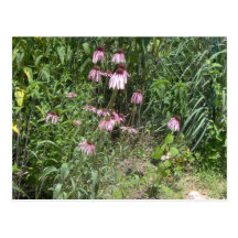 Prairie Views Postcards