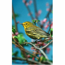 Prairie Warbler Photo Cutouts