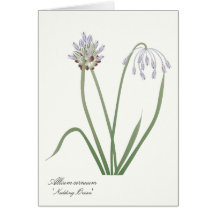 Prairie wildflower greeting/notecard