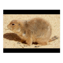 Prarie Dog Post Card