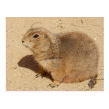 prarie dog postcard