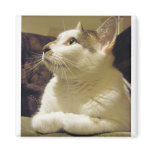 Praying Cat magnets