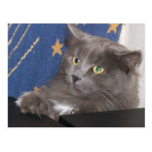 Praying Cat Postcard