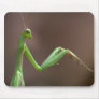 Praying Mantid