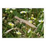 Praying Mantis 5183 cards
