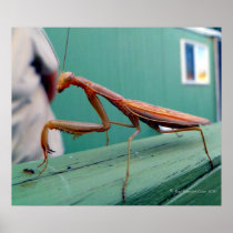 Praying Mantis & ant Print