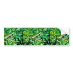 Praying Mantis bumper stickers