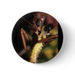 praying mantis buttons