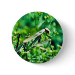 Praying Mantis buttons