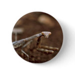 Praying Mantis buttons