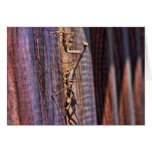 Praying Mantis cards