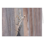 Praying Mantis Card