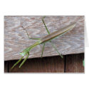 Praying Mantis cards