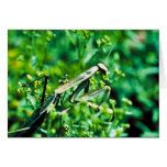 Praying Mantis cards