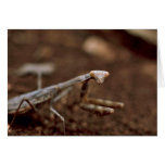 Praying Mantis cards