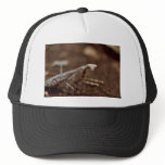 Praying Mantis hats