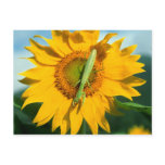 Praying Mantis in a Sunflower postcards