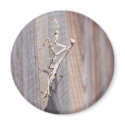 Praying Mantis Magnet