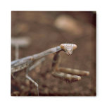 Praying Mantis magnets