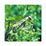 Praying Mantis magnets