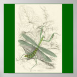Praying Mantis, Mantis Religiosa Posters