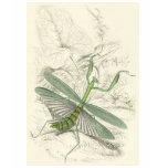 Praying Mantis, Mantis Religiosa t-shirts