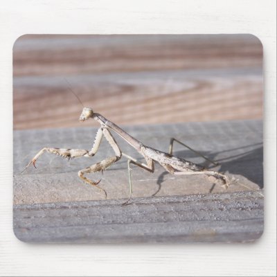Praying Mantis Mousepad by digitalplayhouse