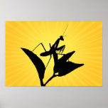 Praying Mantis On A Twig With A Starburst Backgrou posters