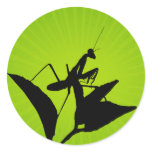 Praying Mantis On A Twig With A Starburst Backgrou stickers