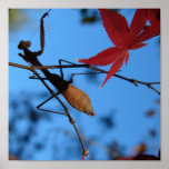 praying mantis on japanese maple posters