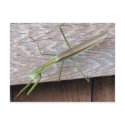 Praying Mantis postcards