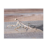 Praying Mantis Postcard