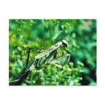 Praying Mantis postcards