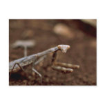 Praying Mantis postcards
