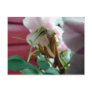 Praying Mantis Post Card