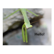 Praying Mantis postcard