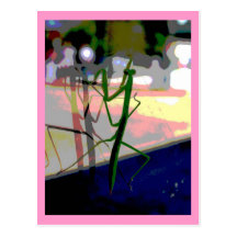 Praying Mantis Postcard